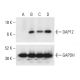 DAP12 Antibody (A-4) - Western Blotting - Image 403672 