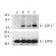 DAP12 Antibody (A-8) - Western Blotting - Image 403673 