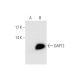 DAP12 Antibody (B-2) - Western Blotting - Image 66909