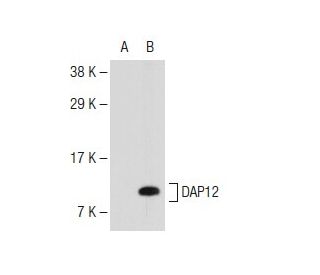 DAP12 Antibody (B-2) - Western Blotting - Image 109723 
