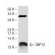 western blotting image from recommended DAP12 (G-5) monoclonal antibody replacement. Image 55648