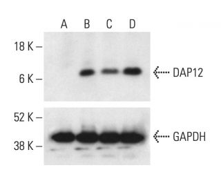 DAP12 Antibody (A-4) - Western Blotting - Image 403672