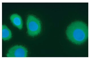 Dapi様 dapi-28718-90-3-