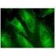 Dapper1 Antibody (D-4) - Immunofluorescence - Image 282754 