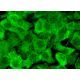 Dapper1 Antibody (D-4) - Immunofluorescence - Image 377923