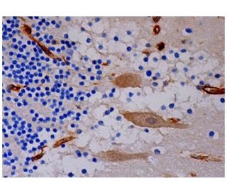 Dapper1 Antibody (D-4) - Immunohistochemistry - Image 287100 