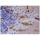 Dapper1 Antibody (D-4) - Immunohistochemistry - Image 287100 