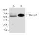 Dapper3 Antibody (2A5) - Western Blotting - Image 67358