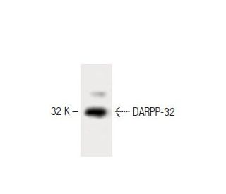 DARPP-32 Antibody (15) - Western Blotting - Image 60276