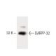 DARPP-32 Antibody (15) - Western Blotting - Image 60276