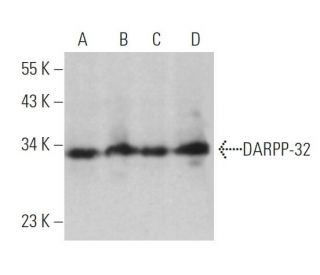 DARPP-32 Antibody (F-2) - Western Blotting - Image 361583 