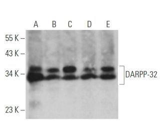 western blotting image from recommended DARPP-32 (H-3) monoclonal antibody replacement. Image 361582