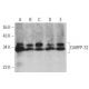western blotting image from recommended DARPP-32 (H-3) monoclonal antibody replacement. Image 361582
