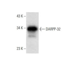 DARPP-32 Antibody (H-3) - Western Blotting - Image 299033