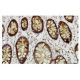 DaRS Antibody (14S6) - Immunohistochemistry - Image 36242