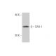 DAX-1 Antibody (3G8) - Western Blotting - Image 347645