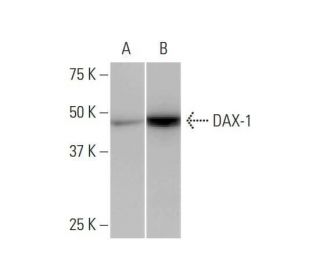 western blotting image from recommended DAX-1 (3G8) monoclonal antibody replacement. Image 352092