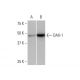 western blotting image from recommended DAX-1 (3G8) monoclonal antibody replacement. Image 352092