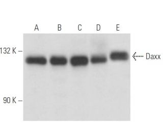 Daxx Antibody (6D345) - Western Blotting - Image 15620 
