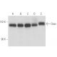 Daxx Antibody (6D345) - Western Blotting - Image 15620 