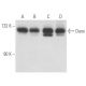 Daxx Antibody (6D345) - Western Blotting - Image 15685