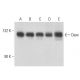 Daxx Antibody (DAXX-01) - Western Blotting - Image 15619