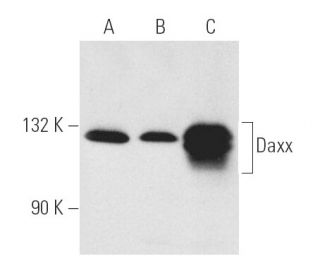 Daxx Antibody (H-7) - Western Blotting - Image 104 