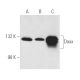 western blotting image from recommended Daxx (H-7) monoclonal antibody replacement. Image 104