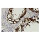 DAZ Antibody (Z6Q) - Immunohistochemistry - Image 36126 