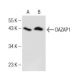 DAZAP1 Antibody (B-7) - Western Blotting - Image 155287 