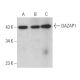 DAZAP1 Antibody (B-7) - Western Blotting - Image 366720