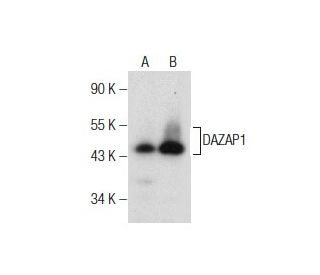 DAZAP1 Antibody (C-1) - Western Blotting - Image 160658 