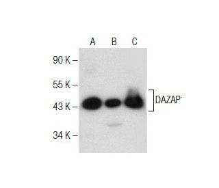DAZAP1 Antibody (D-9): sc-373987