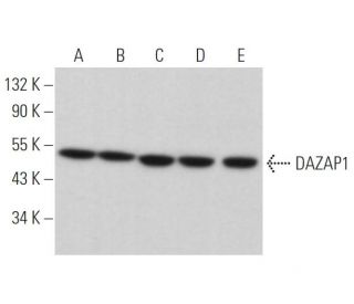 DAZAP1 Antibody (D-9) - Western Blotting - Image 372821 
