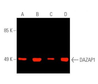 DAZAP1 Antibody (D-9) - Western Blotting - Image 391245 