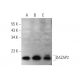 DAZAP2 Antibody (G-4) - Western Blotting - Image 344310