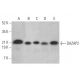 DAZAP2 Antibody (G-4) - Western Blotting - Image 372374 