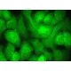 DAZL Antibody (E-6) - Immunofluorescence - Image 374787