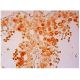 DAZL Antibody (E-6) - Immunohistochemistry - Image 304600 