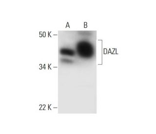 DAZL Antibody (E-6) - Western Blotting - Image 291988 