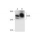 DAZL Antibody (E-6) - Western Blotting - Image 291988 