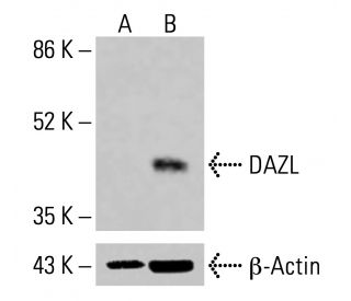 DAZL Antibody (E-6) - Western Blotting - Image 415181 