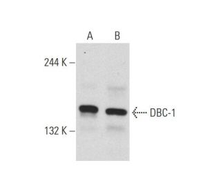 DBC-1 Antibody (H-2) - Western Blotting - Image 128612 
