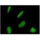 immunofluorescence image from recommended Dbf4 (6G9) monoclonal antibody replacement. Image 346139
