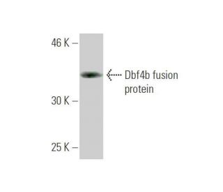 Dbf4b Antibody (1A7) - Western Blotting - Image 350278