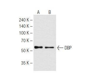 DBP Antibody (2B12) - Western Blotting - Image 62815