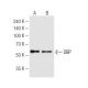 DBP Antibody (2B12) - Western Blotting - Image 62815