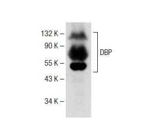 DBP Antibody (A-5) - Western Blotting - Image 141533 