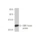 DBR1 Antibody (3A7) - Western Blotting - Image 349580