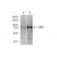 DBR1 Antibody (3A7) - Western Blotting - Image 352192 